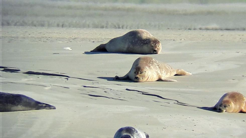 10 Things To Do in Somme Bay France. | ahedgehoginthekitchen.com