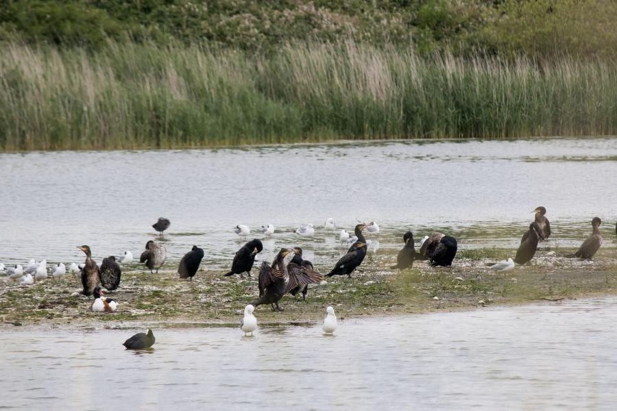 Birds in Somme Bay
